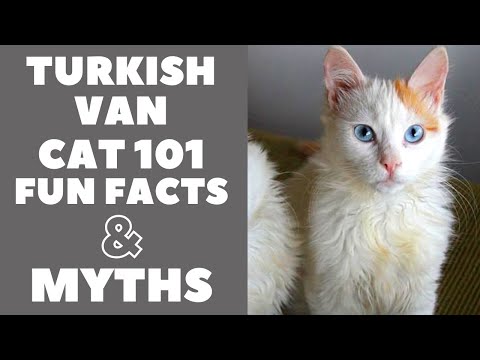 Turkish Van Cats 101 : Fun Facts & Myths