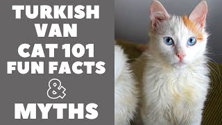 Turkish Van Cats 101 : Fun Facts & Myths