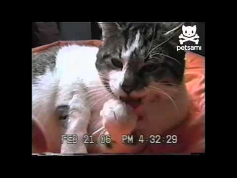 Cat gets mad when you take his lollipop - YouTube