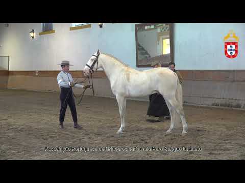 230128 1 Ordonez da Fareja - Aprovação de Garanhões