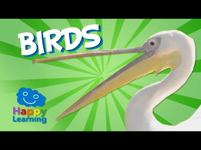 Video Pronunciation of birds in English