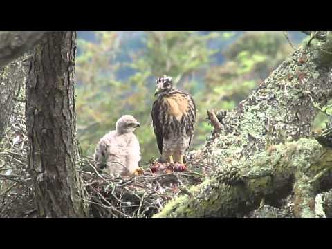 Red-tailed hawk chicks (siblings)