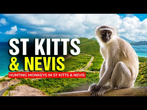 Hunting Monkeys in St  Kitts & Nevis