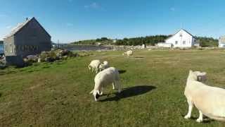 preview picture of video 'Island Sheep - GoPro Time Lapse'