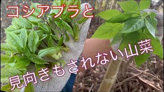 《山菜》コシアブラに似てるような似てないような見向きもされない山菜！！