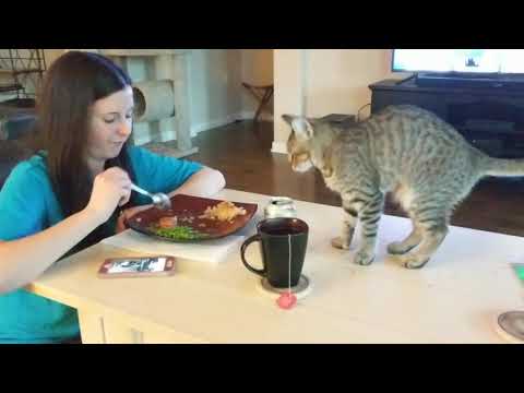 Kitten Suppertime 5: Leena Tries to Steal a Bite