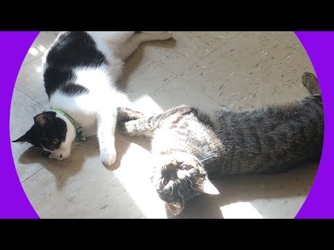 Adopt Christina and Richie!