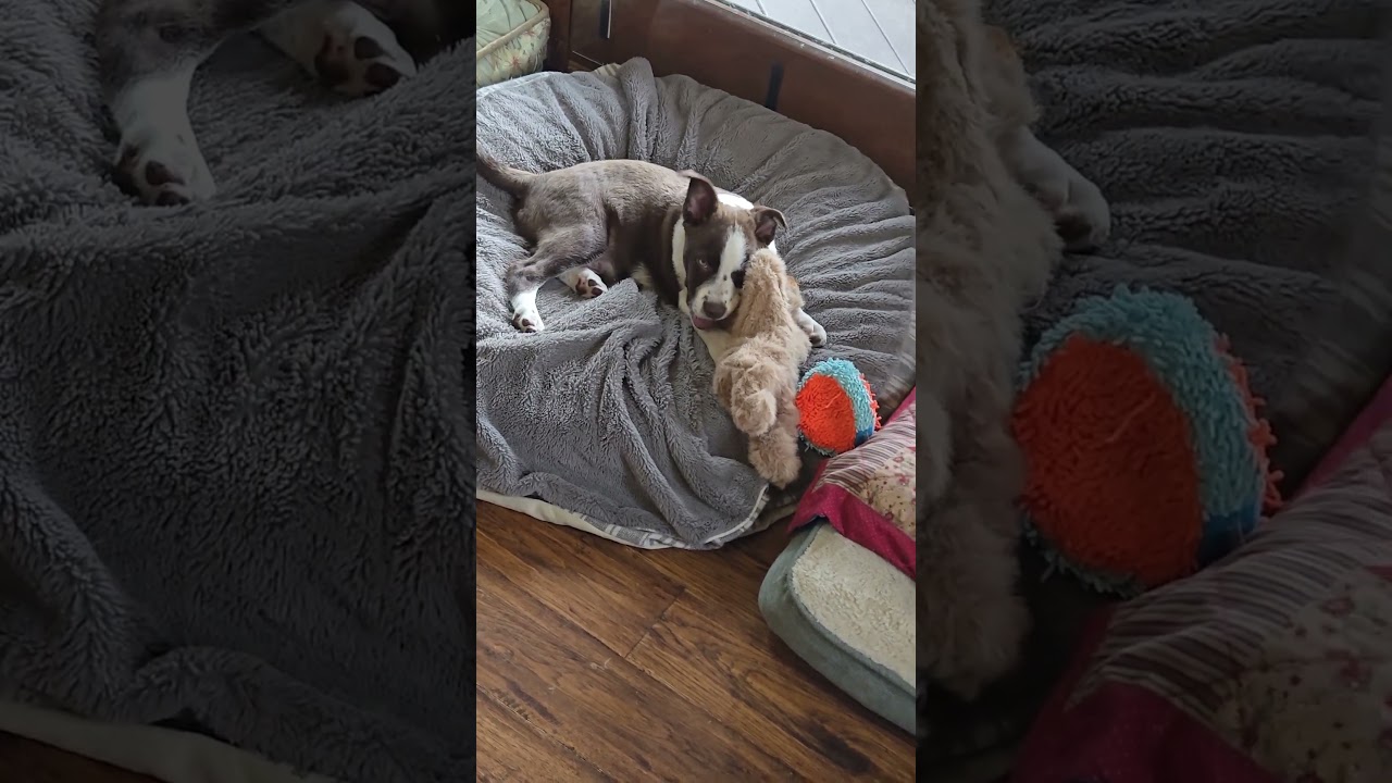 Enlarge Roman, a Adoptable mixed breed in Evergreen, CO video 5/6