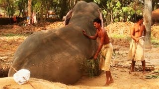 Dusting Elephant in Guruvayoor, Kerala