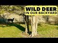 Wild Deer In Our Backyard