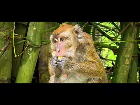 Cebu Travel Cinematic Huawei Pura 70 Pro