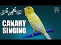 Bird Sounds | Canary Singing | Melodies Canary Bird Song | Training Video | Faisal Javed TV