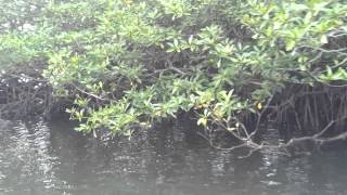 preview picture of video 'Cagayan Province -Mangroves (Island Hoping)'