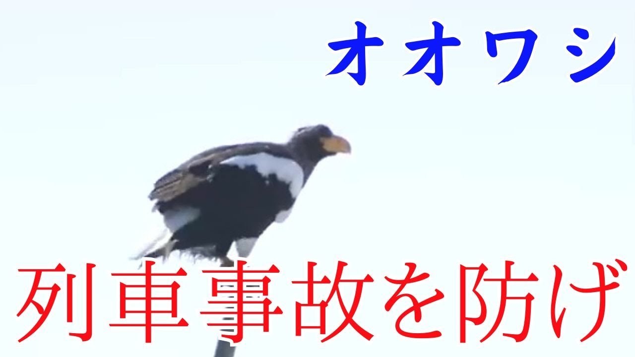 〝絶滅危惧種〟オオワシの列車事故を防げ！