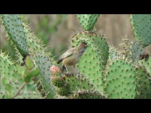 Cactus Wren Juvie(s) - Alta Vicente Trail - 7/8/19