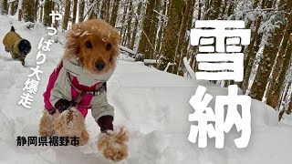 【スキー場・雪山編#9】雪納めで秘スポットに！　イングリッシュコッカースパニエル「みみ」 の気持ち
