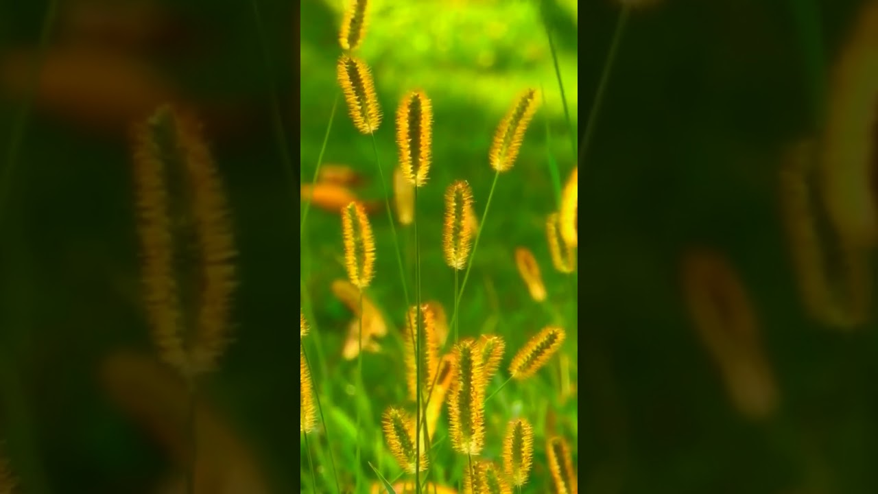 🌾pin on 🌱WhatsApp 💯status videos👑