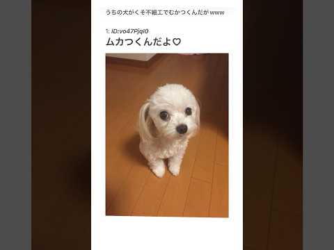 【2ちゃんねる】ウチの犬がブサイクすぎるから見てくれwww【アフレコ】