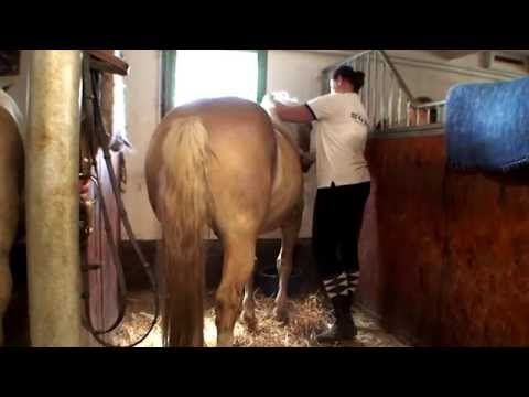 Värnamo: Stall Sonakull