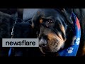 Crying rottweiler grieves for dead brother