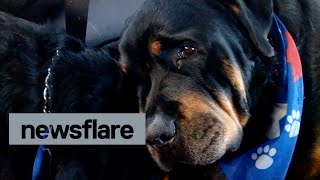 Rottweiler grieves over dead brother that died during the night