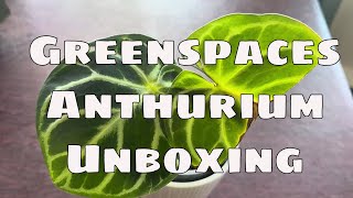 🌿 6 Stunning Anthuriums Unboxing from Greenspaces.id  | Peggy’s Plants Review Plant Mail