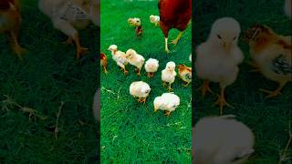 Download lagu Baby Chicks Chirping ASMR 🐣 #adorablechicks #birdsounds #babychicks #babybirds #asmrsounds #chicks mp3