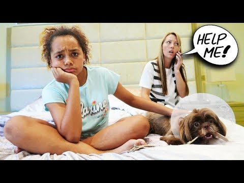 ¡¡¡NUESTRO CACHORRO ESTÁ ENFERMO!!!