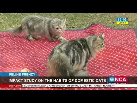Impact study on the habits of domestic cats