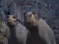 Dinosaurio De Disney Aladar Vs El Carnotauro Y La Muerte De Kron