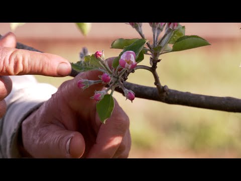 Apple Tree Anatomy - Introduction to Bud Types, Formation and Growth