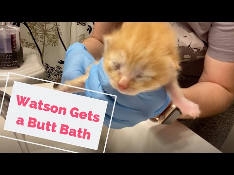 Watson Gets a Butt Bath