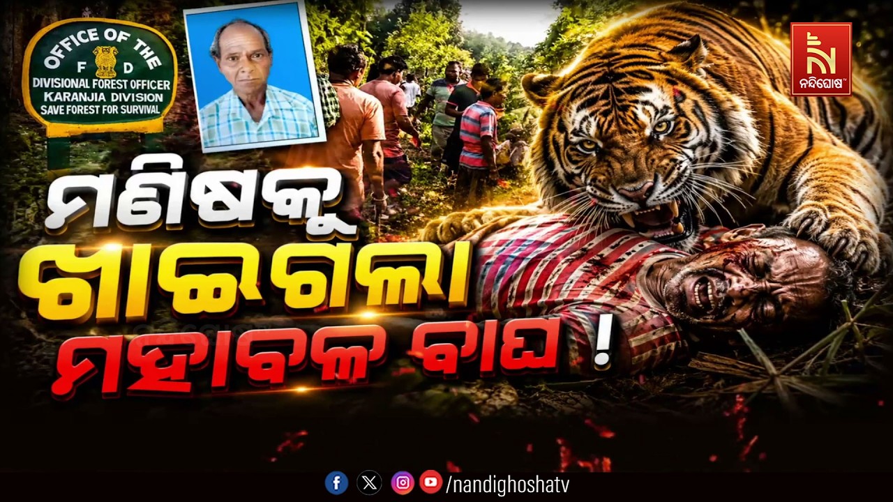 🔴Live | ମଣିଷକୁ ଖାଇଗଲା ମହାବଳ ବାଘ !