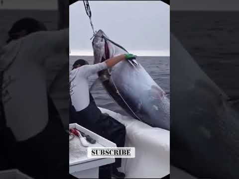 私が今まで見た最大のマグロ #ショートパンツ #最大の #マグロ