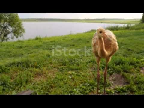 Homeless Redhaired Dog Barks || Funny Video | Download Video Now