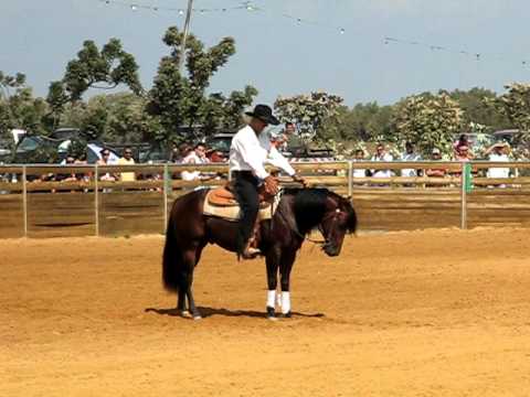 Whizard Boggies Jac, 2007 Open Futurity