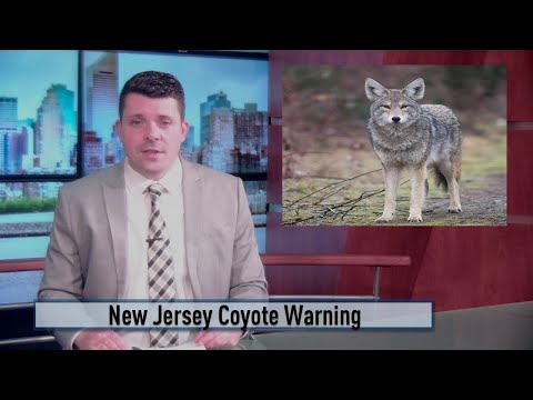NJ North Wildwood Coyote Warning Issued
