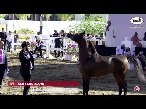 N 97 ELR FERDINAND   OMAN   Alrubatiya International Arabian Horse Championship   Stallions 4 6 Year