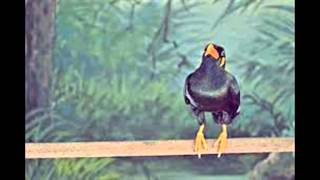 Download lagu dikir tiung pandai fendi ayam seramo mp3