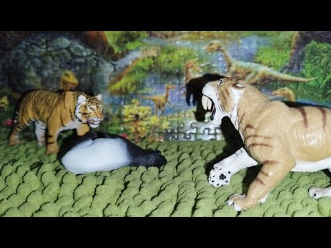 Smilodon VS Tiger