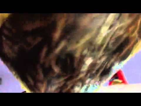 100x mini clown loaches