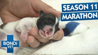 Best Of Bondi Vet Season 11 | Episodes 11 to 15