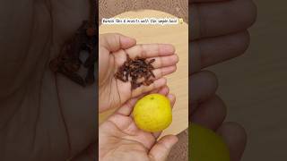 Very Easy Hack To Get Rid Of Insects and Flies 🪰ll  #hacks #trendingonshorts #explore