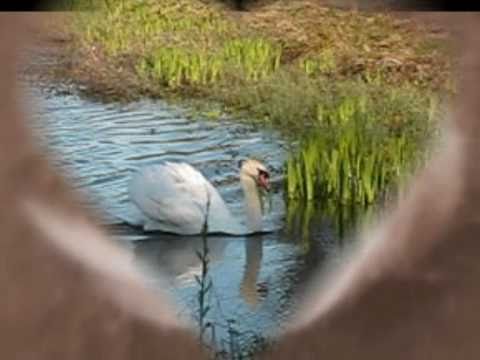 Cleveden  String Quartet video.