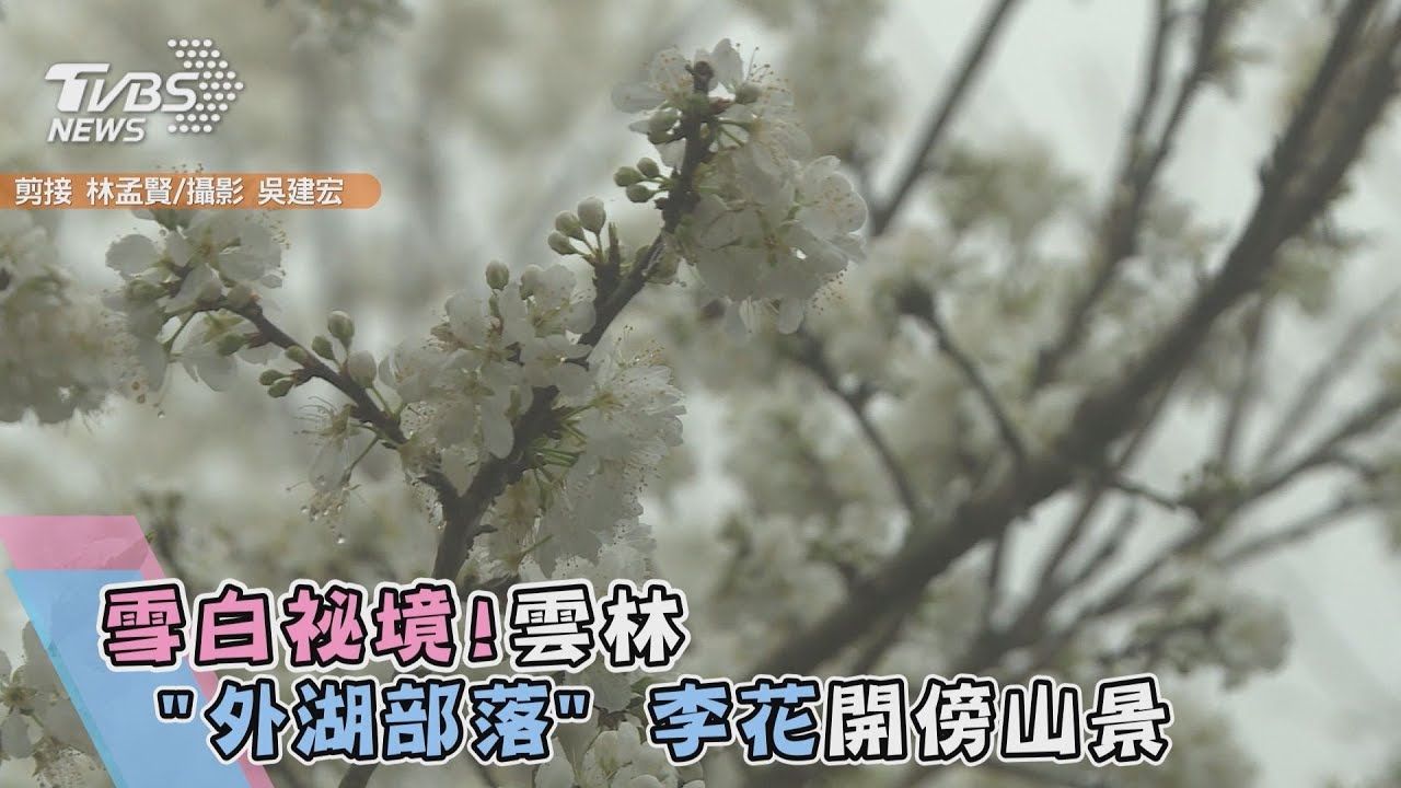 雪白祕境!雲林外湖部落 李花開傍山景