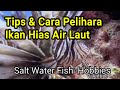 Cara Memelihara Ikan Hias Laut