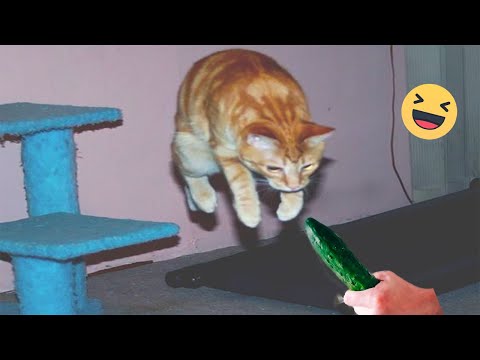 Try Not To Laugh Dogs And Cats ???? - Funniest Animals Video 2022 ???? #Ever1
