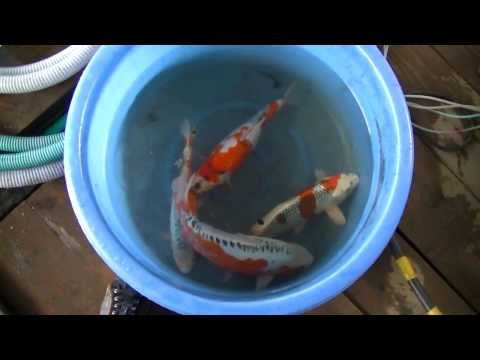 Satoshi Tanaka VHQ nisai mix 40-45 cm