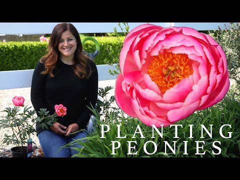 , title : 'Planting Peonies (Plants & Tubers) in My Garden! 🌿🌸// Garden Answer