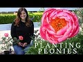Planting Peonies (Plants & Tubers) in My Garden! 🌿🌸// Garden Answer
